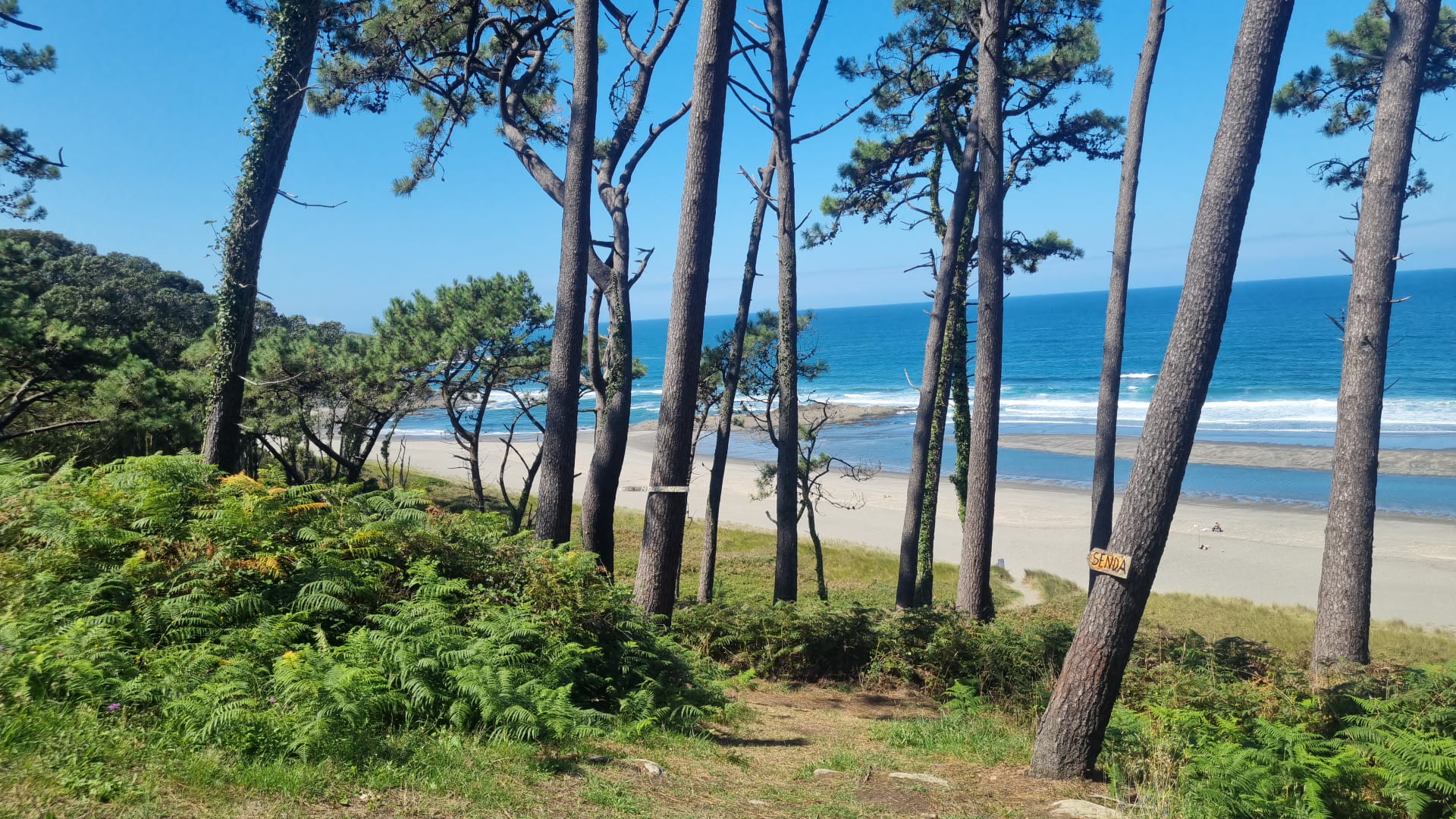 Senda costera por el bosque hacia la playa